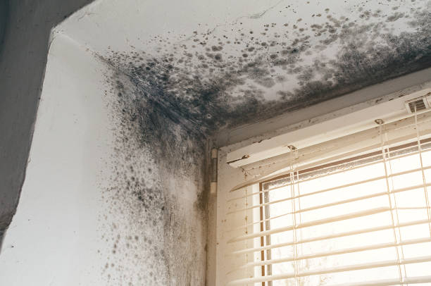 Affordable Basement Mold Removal solutions in Highland Park, TX